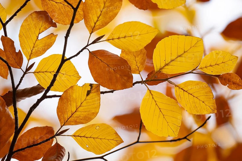 Yellow-brown colored beech leaves against white background, autumn, Stuttgart, Germany