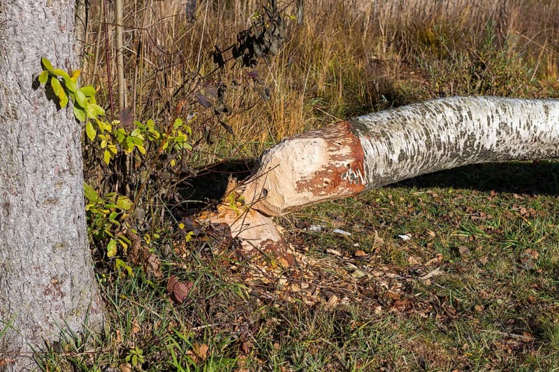 A birch tree felled by a beaver lies in an autumn forest, near Buching, Ostallgäu, Allgäu, Bavaria, Germany
