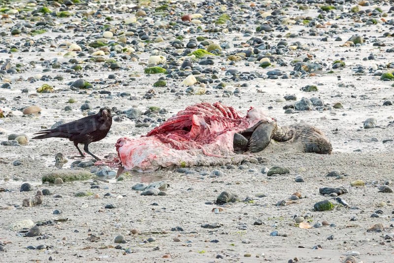 A crow (Corvus corone), carrion crow, crow stands on a quiet, rocky sandy beach with green algae and eats from a dead grey seal (Halichoerus grypus) with a broken body and visible red meat and rib bones, bloody beak, piece of carrion, washed up carcass with a full head and closed eyes, disgust, carrion eaters, eating, behavior, low tide, coast, shore, coastline, body of water, North Sea, Dune island, Heligoland, Pinneberg district, Schleswig-Holstein, Germany