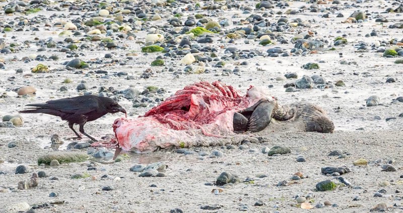 A crow (Corvus corone), carrion crow, crow stands on a quiet, rocky sandy beach with green algae and pecks at a dead grey seal (Halichoerus grypus) with a broken body and visible red meat and rib bones, piece of carrion, washed up carcass with a full head and closed eyes, scavenger, transient, died, dying, illness, sick, coast, shoreline, body of water, North Sea, Dune island, Heligoland, Pinneberg district, Schleswig-Holstein, Germany