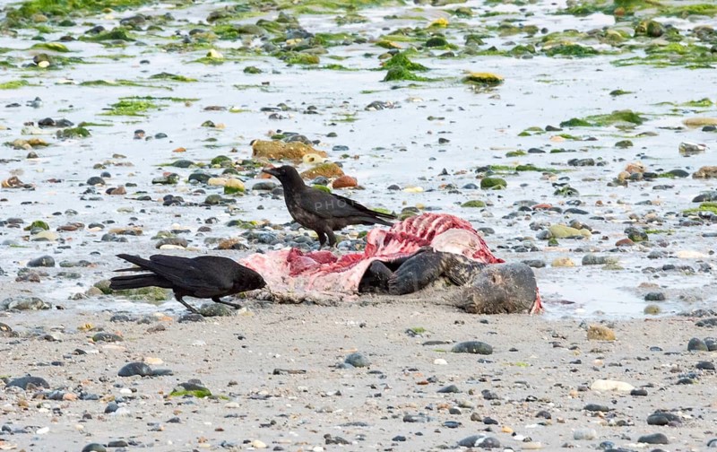 Two crows (Corvus corone), carrion crows, crows stand on a quiet, rocky sandy beach with green algae and peck at a dead grey seal (Halichoerus grypus) with a broken body and visible red meat and rib bones, piece of carrion, washed up carcass with a full head and closed eyes, scavenger, eating, behavior, low tide, creepy, unpleasant, nature, ephemeral, dying, North Sea, Dune island, Heligoland, Pinneberg district, Schleswig-Holstein, Germany