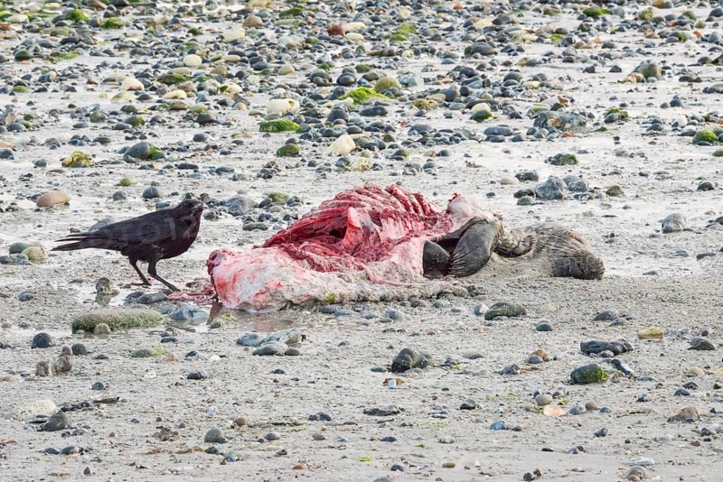 A crow (Corvus corone), carrion crow, crow stands on a quiet, stony sandy beach with green algae and eats from a dead grey seal (Halichoerus grypus) with a broken body and visible red meat and rib bones, bloody beak, piece of carrion, washed up carcass with a full head and closed eyes, repulsive aseaters, eating, behavior, low tide, coast, shore, coastline, body of water, North Sea, Dune island, Heligoland, Pinneberg district, Schleswig-Holstein, Germany