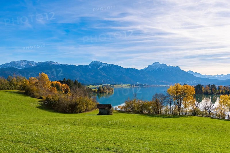 Landscape with green meadow, Forggensee and mountains, surrounded by autumn trees, near Roßhaupten, Ostallgäu, Allgäu, Bavaria, Germany