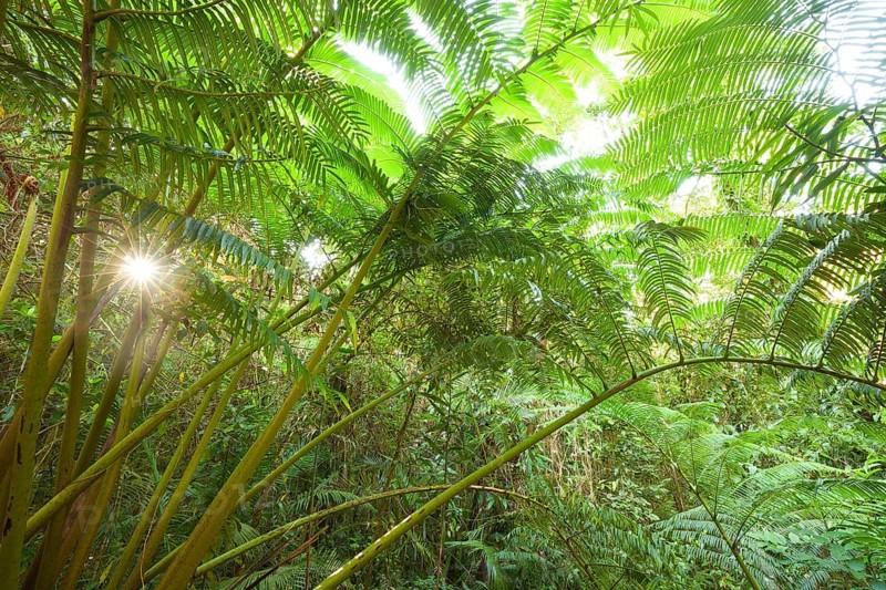 The impressive royal fern Angiopteris evecta in the tropical rainforest illuminated by the sun, Queensland, Australia
