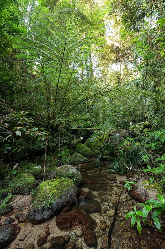 The impressive royal fern Angiopteris evecta in the tropical rainforest of Queensland on the Goldfield Track, Australia