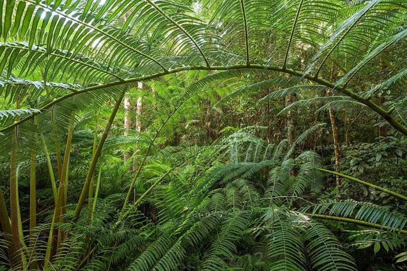 The impressive royal fern Angiopteris evecta in the tropical rainforest of Queensland Australia