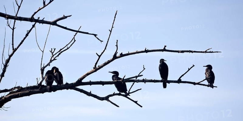 Cormorants (Phalacrocoracidae) sit on the branches of a dead tree, Drake, Lower Middle Rhine Valley, Rhineland-Palatinate, Germany