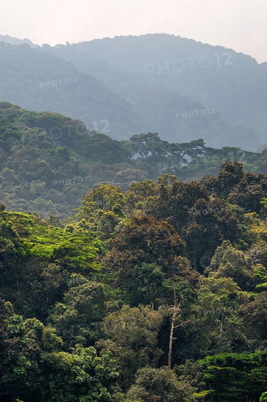 Landscape with tropical mountain rain forest, hills and treetops, Bwindi Impenetrable Forest, Uganda