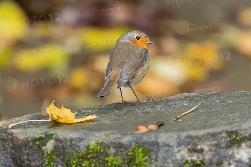 A robin (Erithacus rubecula) on a stone ground with an autumn background, Hesse, Germany
