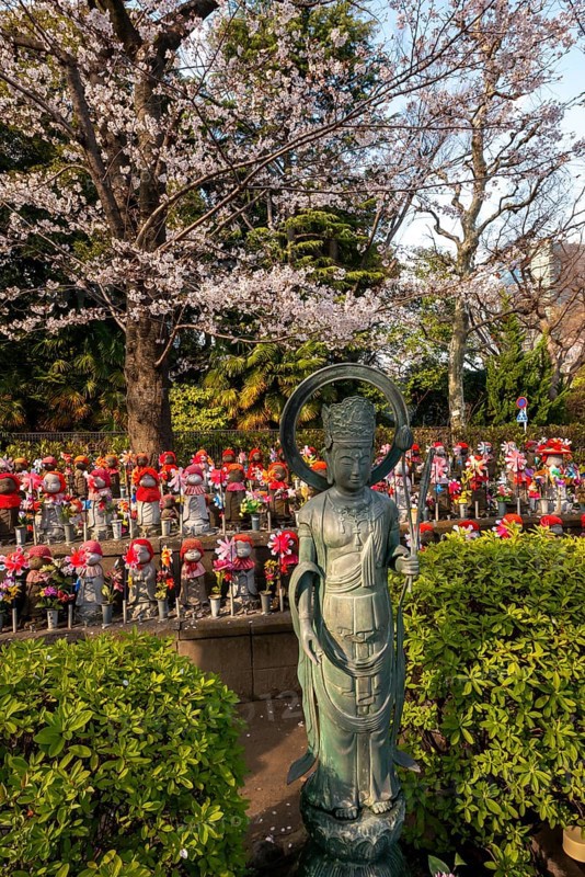 Jizo statues with red crocheted caps, guardian deities for deceased children, Unborn Children Garden, Zojoji temple, Buddhist temple complex, cherry blossom, Tokyo, Japan
