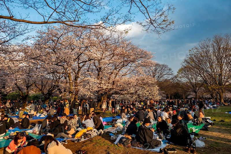 Japanese people picnicking under cherry blossoms in Yoyogi Park, in the evening light, Hanami Festival, Shibuya District, Tokyo, Japan