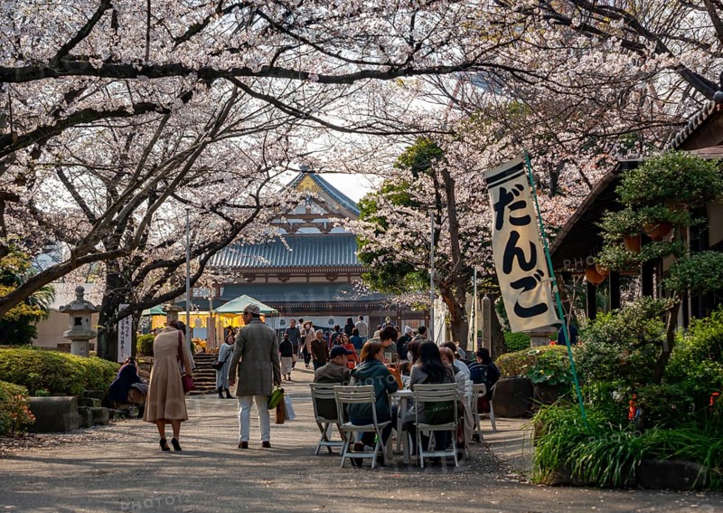 Buddhist temple complex Zojo-ji temple, cherry blossom in spring, Tokyo, Japan