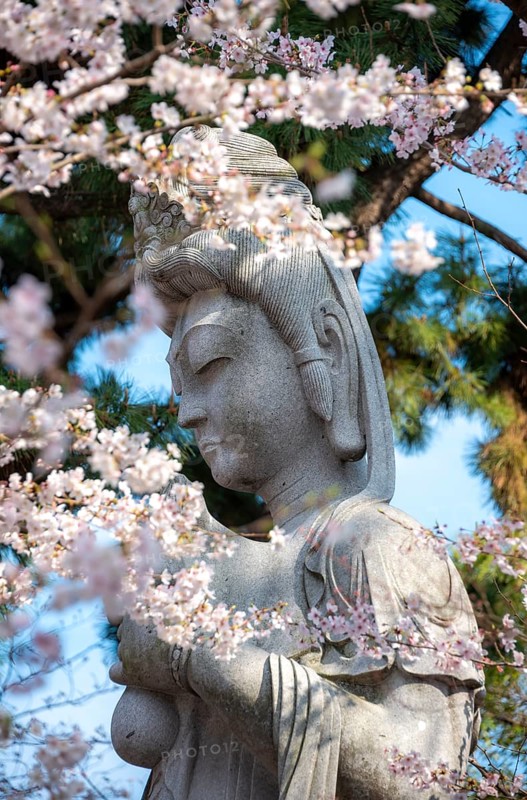 Cherry blossoms and Buddha figure, Tokyo, Japan