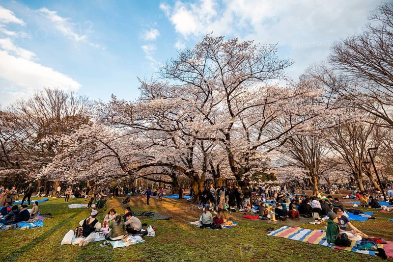 Japanese people picnicking under cherry blossoms in Yoyogi Park at Hanami Festival, Shibuya District, Tokyo, Japan