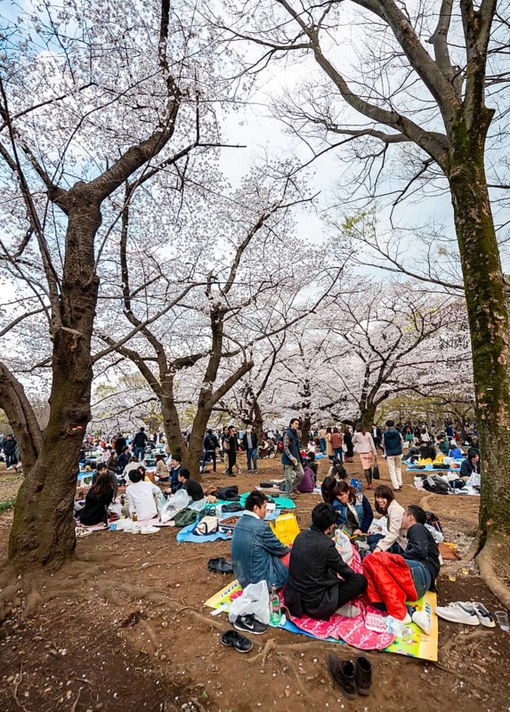 Japanese people picnicking under cherry blossoms in Yoyogi Park, Hanami Festival, Shibuya District, Tokyo, Japan
