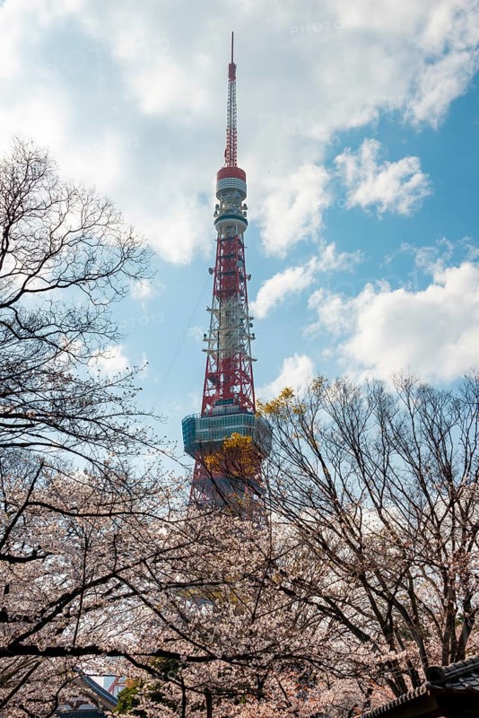 Blooming cherry trees in front of Tokyo Tower, Tokyo, Japan