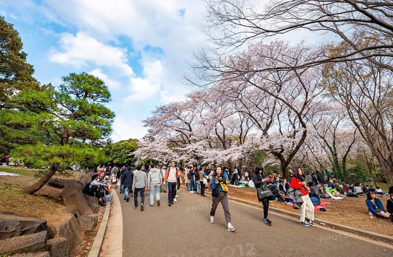 Visitors walking through the park under cherry blossoms, Yoyogi Park, Hanami Festival, Shibuya District, Shibuya District, Tokyo, Japan