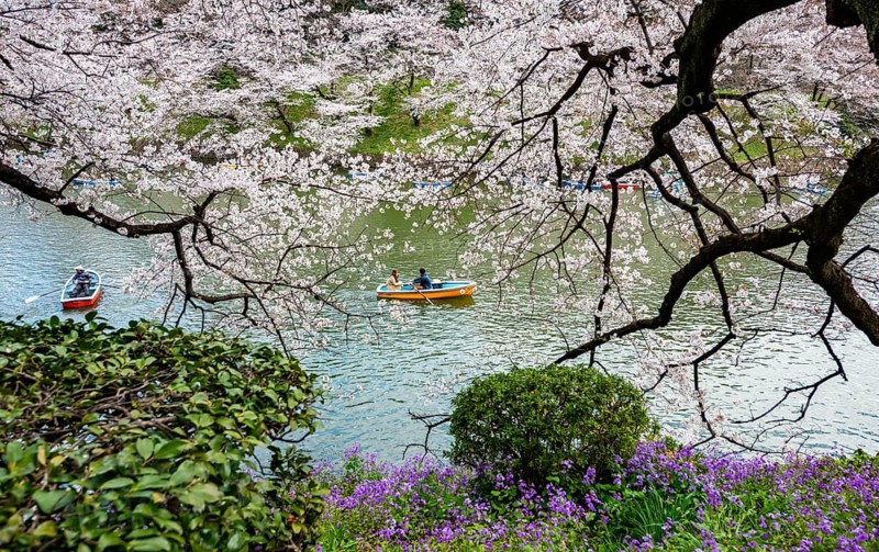 Blooming cherry trees on the banks of Chidorigafuchi Canal, Japanese cherry blossoms in spring, Hanami Festival, Chidorigafuchi Green Way, Tokyo, Japan