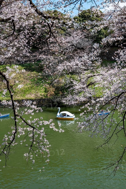 Chidorigafuchi Canal with rowing boats, blooming cherry trees on the shore, castle moat, Japanese cherry blossom in spring, Hanami festival, Chidorigafuchi Green Way, Tokyo, Japan