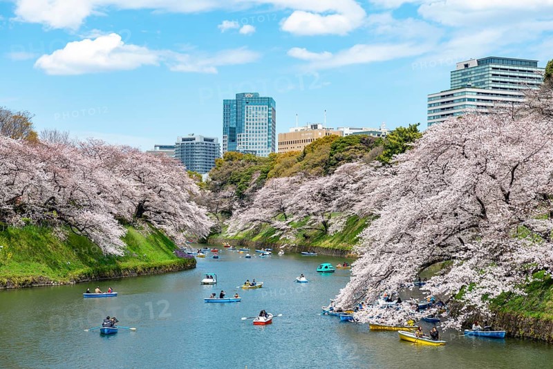 Chidorigafuchi Canal with rowing boats, blooming cherry trees on the shore, castle moat, Japanese cherry blossom in spring, Hanami festival, Chidorigafuchi Green Way, Tokyo, Japan