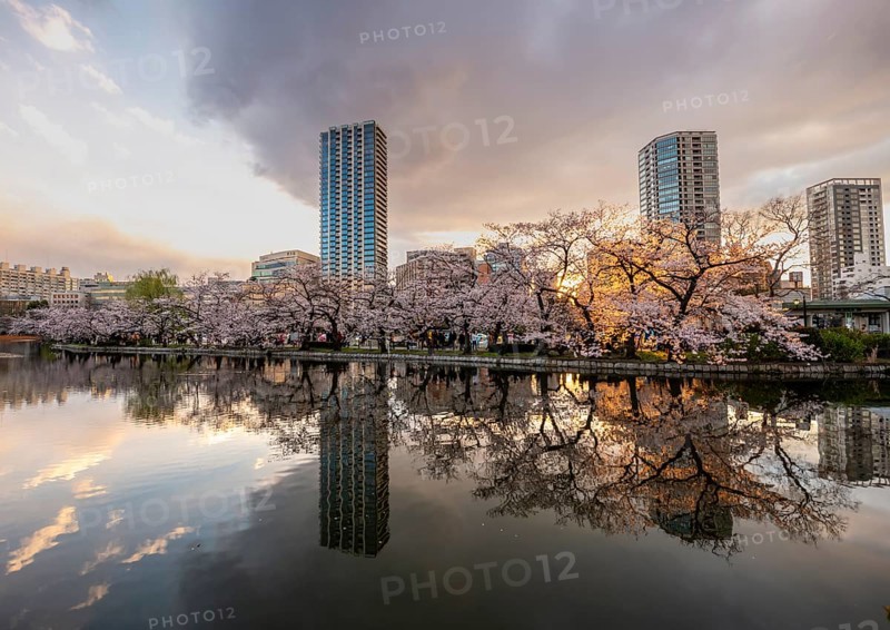 Skyscrapers reflected in lake at sunset, Shinobazu pond, lakeside cherry blossoms in spring, Hanami Festival, Ueno Park, Taito City, Tokyo, Japan