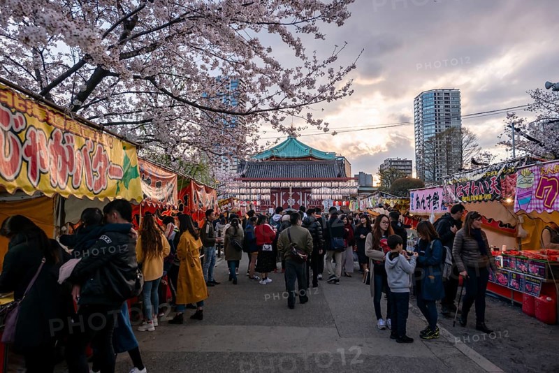 Food stalls with Japanese food, cherry blossom in spring, Hanami Festival, Ueno Park, Taito City, Tokyo, Japan