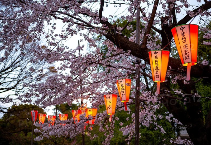 Blooming cherry trees and illuminated lanterns with Japanese writing in the evening, Hanami festival in spring, Ueno Park, Tokyo, Japan