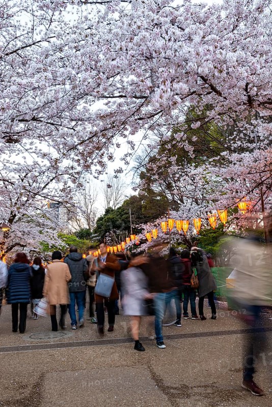 People walking through the park, blooming cherry trees and illuminated lanterns with Japanese lettering in the evening, Hanami festival in spring, long exposure, Ueno Park, Tokyo, Japan
