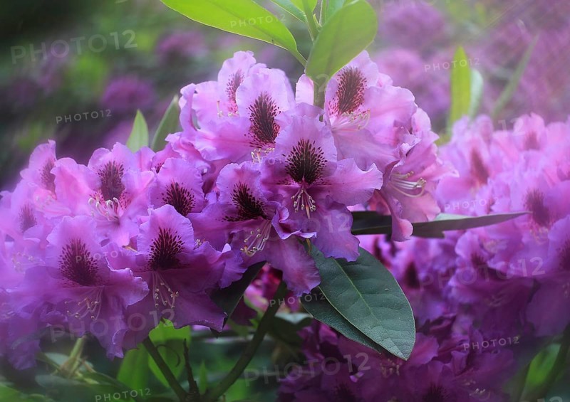 Rhododendron flowers (Rhododendron) with alienation North Rhine-Westphalia, Germany