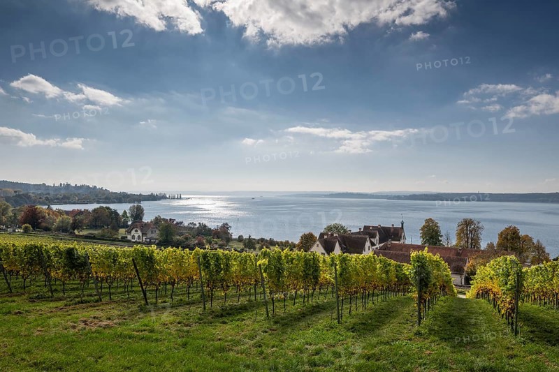 Vineyards in autumn, Uhldingen-Mühlhofen am Lake Constance, Baden-Württemberg, Germany