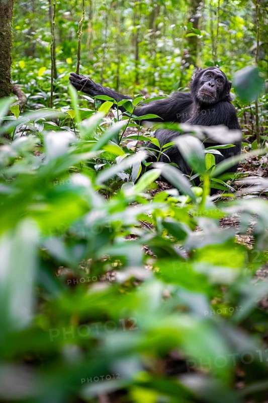 Chimpanzee (Pan Troglodytes) among green leaves, adult male among leaves in the jungle, Kibale National Park, Uganda