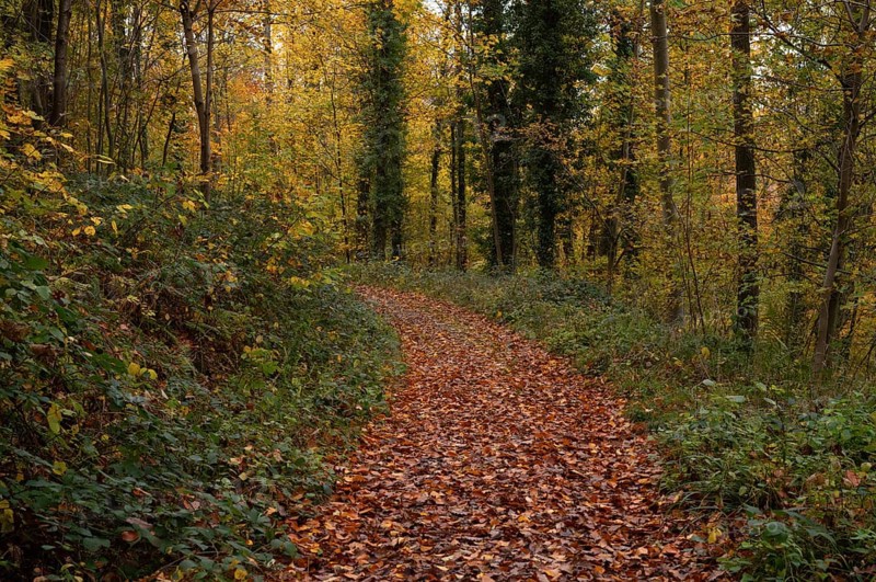 Autumn leaves on forest trail, Oberstenfeld, Bottwartal, Löwensteiner Mountains, autumn colors, autumn, atmospheric, Baden-Württemberg, Germany
