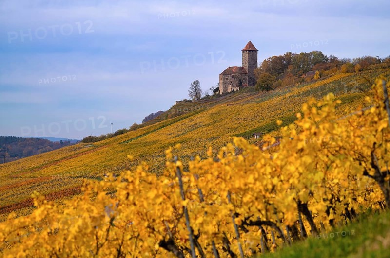 Lichtenberg Castle, Oberstenfeld, Bottwartal, Löwensteiner Mountains, vineyard, vines, viticulture, graphic, autumn colors, autumn, Baden-Württemberg, Germany