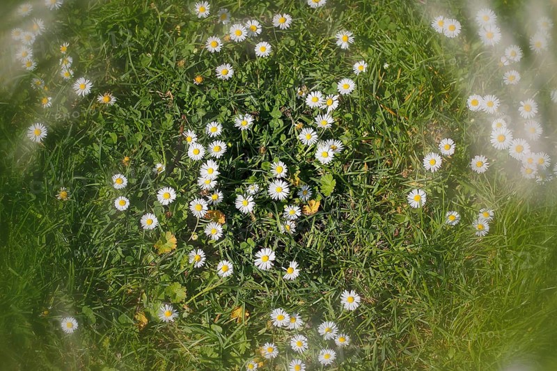 Daisy (Bellis perennis) seen from above in a meadow with alienation, North Rhine-Westphalia, Germany