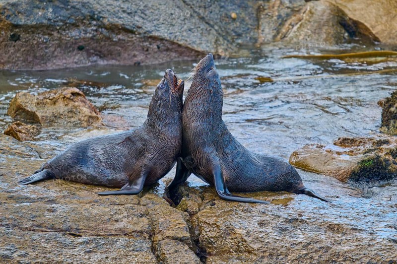 A pair of seals sitting back to back on a rock, New Zealand fur seal (Arctocephalus forsteri), Shag Point, Shag Point, Palmerston, Otago, South Island, New Zealand