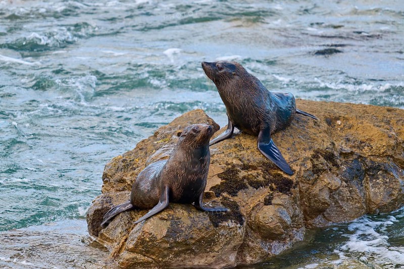 Seals on a rock surrounded by flowing water, New Zealand fur seal (Arctocephalus forsteri), Shag Point Lookout, Shag Point, Palmerston, Otago, South Island, New Zealand