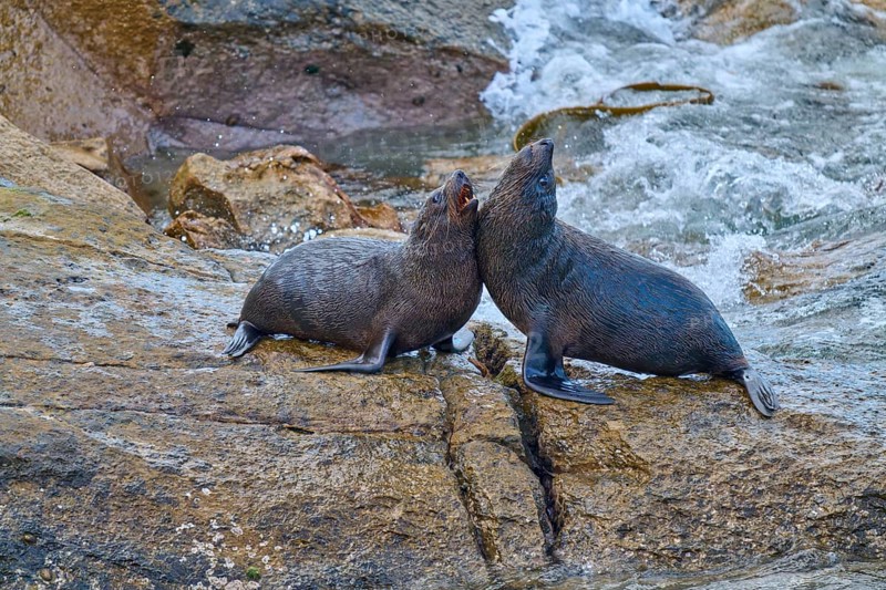 A pair of seals rest on a rock next to sparkling water, New Zealand fur seal (Arctocephalus forsteri), Shag Point Lookout, Shag Point, Palmerston, Otago, South Island, New Zealand