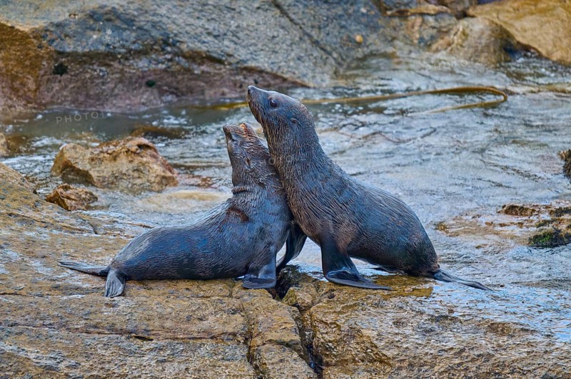 Two seals interact tenderly on a wet rock, New Zealand fur seal (Arctocephalus forsteri), Shag Point Lookout, Shag Point, Palmerston, Otago, South Island, New Zealand