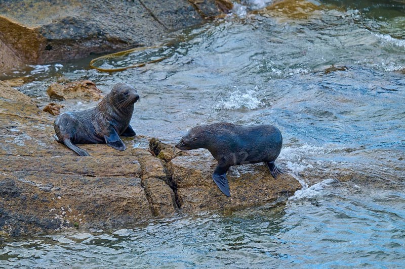 Two seals on a rock at the edge of a flowing body of water, New Zealand fur seal (Arctocephalus forsteri), Shag Point, Palmerston, Otago, South Island, New Zealand