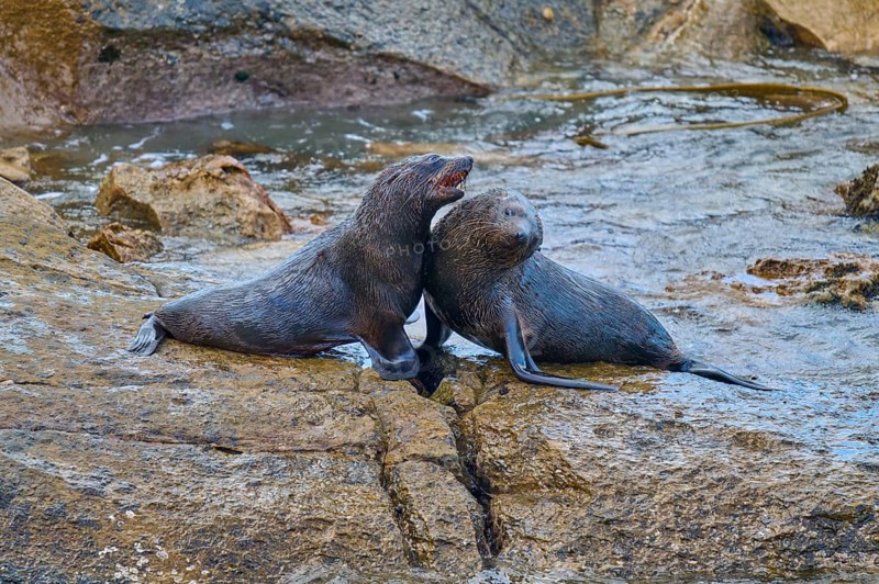 A pair of seals tenderly lean together on a rock, New Zealand fur seal (Arctocephalus forsteri), Shag Point, Shag Point, Palmerston, Otago, South Island, New Zealand