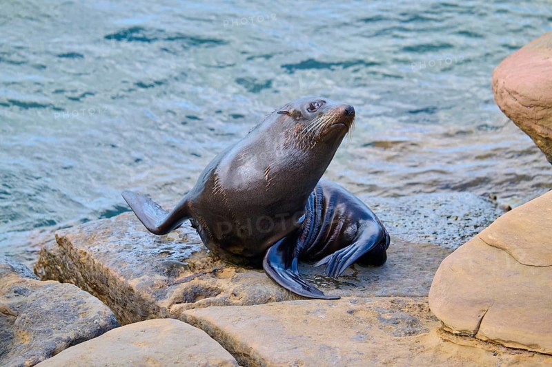 A seal relaxes on a rock by the water, New Zealand fur seal (Arctocephalus forsteri), Shag Point, Shag Point, Palmerston, Otago, South Island, New Zealand