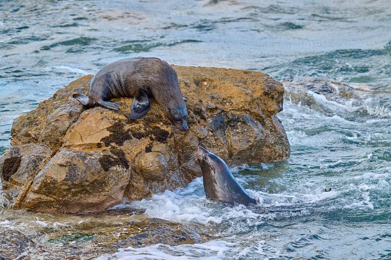 Two seals interact, one on a rock, one in water, New Zealand fur seal (Arctocephalus forsteri), Shag Point Lookout, Shag Point, Palmerston, Otago, South Island, New Zealand