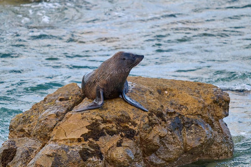 A seal rests on a brown rock in water surrounded by waves, New Zealand fur seal (Arctocephalus forsteri), Shag Point Lookout, Shag Point, Palmerston, Otago, South Island, New Zealand