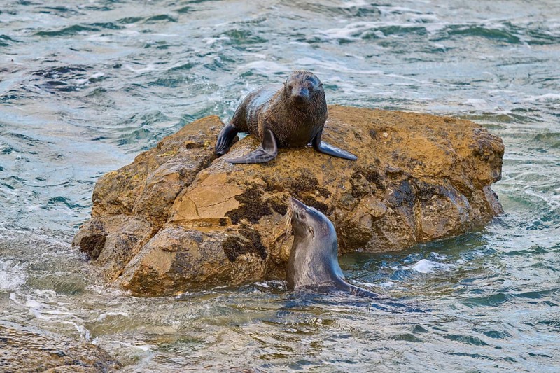 A seal on a rock bends towards one in water, New Zealand fur seal (Arctocephalus forsteri), Shag Point Lookout, Shag Point, Palmerston, Otago, South Island, New Zealand