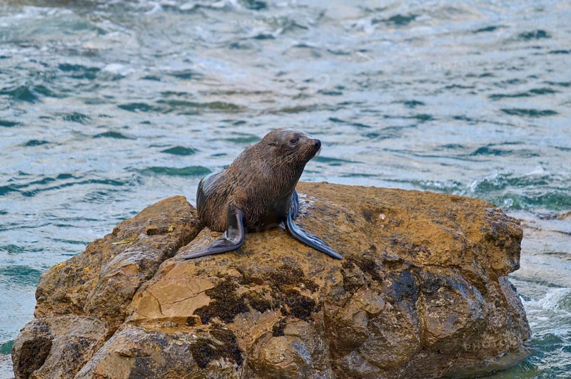 The seal is lying on a rock, the water splashes around it, New Zealand fur seal (Arctocephalus forsteri), Shag Point, Palmerston, Otago, South Island, New Zealand
