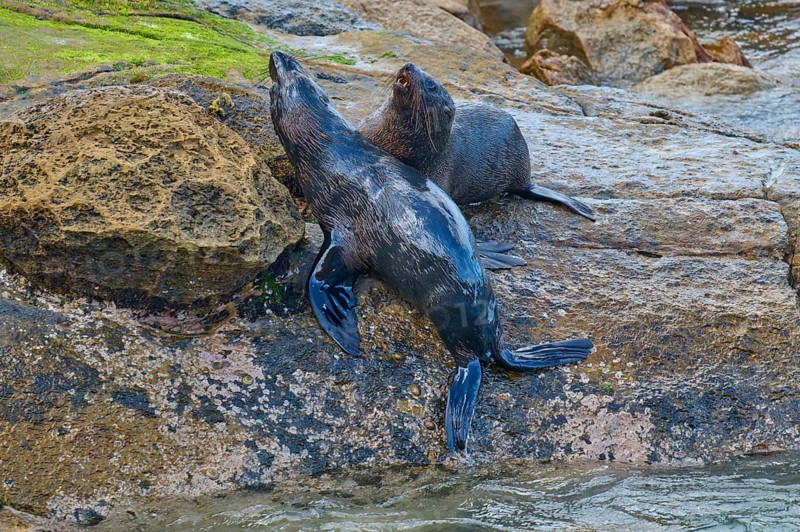 Two seals rest on a rock on the shore with water in the background, New Zealand fur seal (Arctocephalus forsteri), Shag Point, Palmerston, Otago, South Island, New Zealand