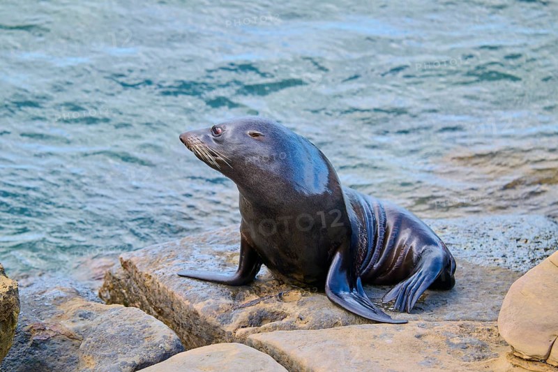 A single seal sits relaxing on a rock by the water, New Zealand fur seal (Arctocephalus forsteri), Shag Point Lookout, Shag Point, Palmerston, Otago, South Island, New Zealand