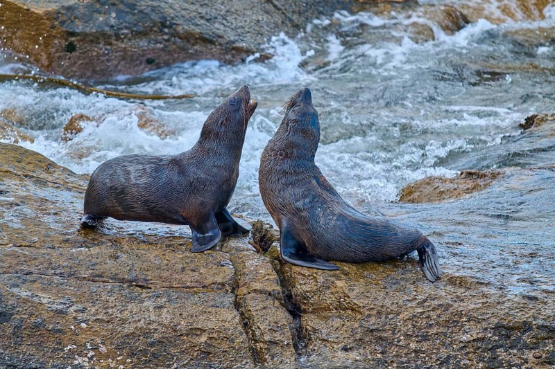 Two seals on a rocky shore in a flowing river, New Zealand fur seal (Arctocephalus forsteri), Shag Point Lookout, Shag Point, Palmerston, Otago, South Island, New Zealand