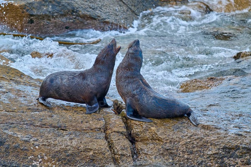 Two seals rest on a rock next to flowing water, New Zealand fur seal (Arctocephalus forsteri), Shag Point Lookout, Shag Point, Palmerston, Otago, South Island, New Zealand