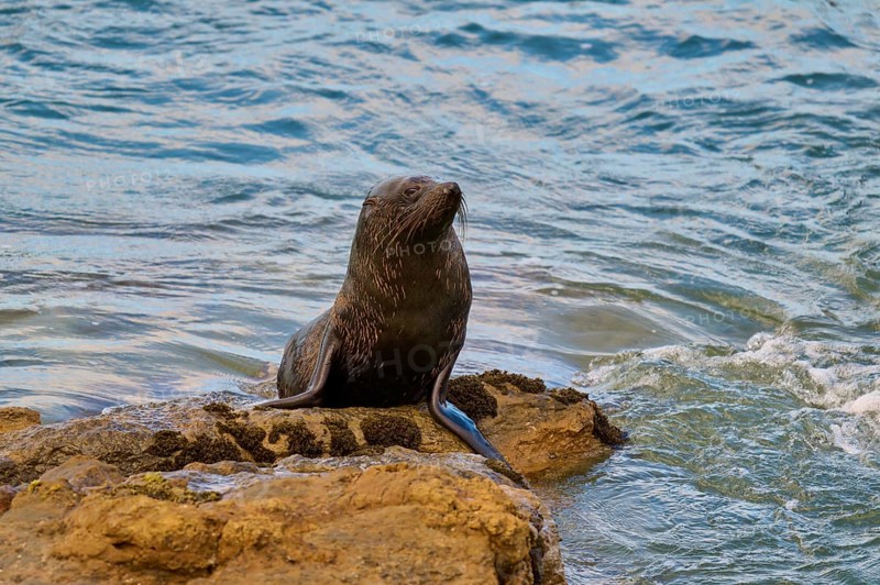 A seal sits quietly on a rock in water, New Zealand fur seal (Arctocephalus forsteri), Shag Point Lookout, Shag Point, Palmerston, Otago, South Island, New Zealand